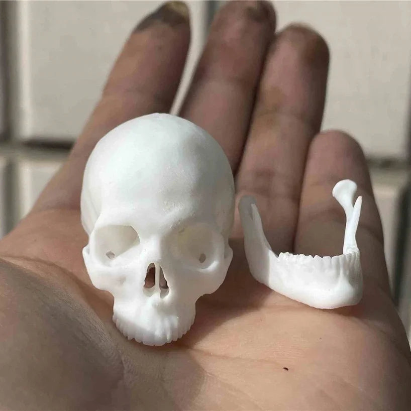 Purilite Select 1:6 Scale 3D Printed Realistic Skeleton Head