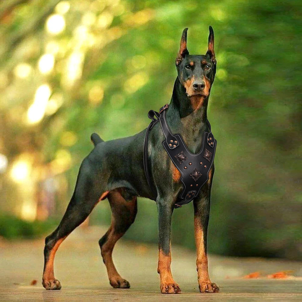 Purilite Select Genuine Leather Dog Harness