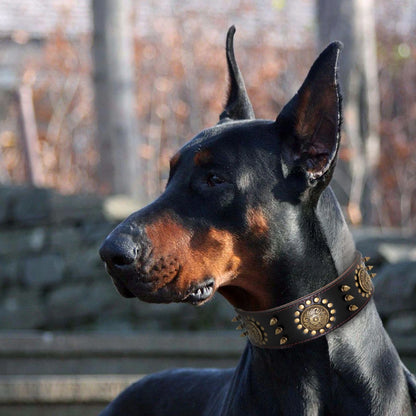 Purilite Select Leather Large Dog Collar