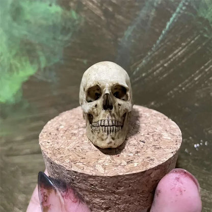 Purilite Select 1:6 Scale 3D Printed Realistic Skeleton Head