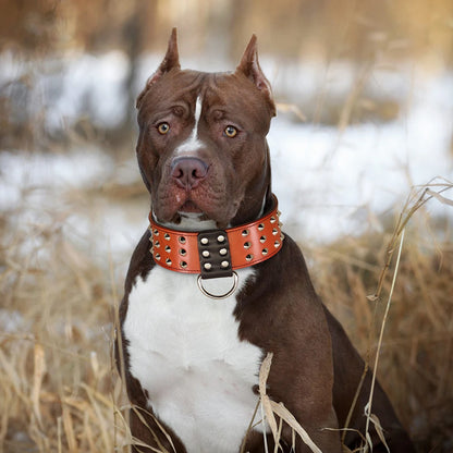 Purilite Select Genuine Leather Dog Collar