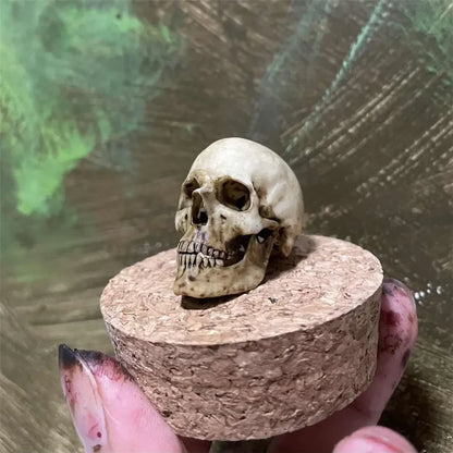 Purilite Select 1:6 Scale 3D Printed Realistic Skeleton Head
