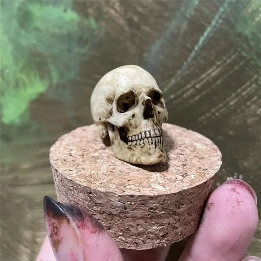 Purilite Select 1:6 Scale 3D Printed Realistic Skeleton Head