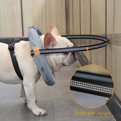 Purilite Select Blind Dog Safety Collar