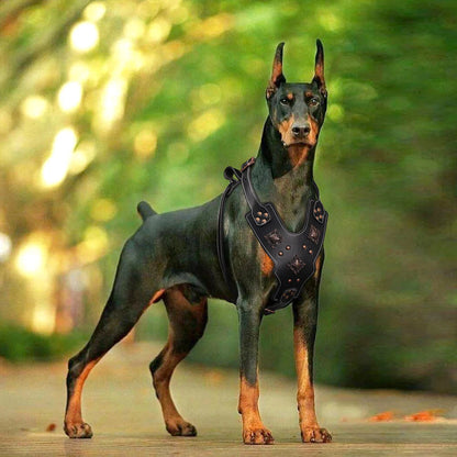 Purilite Select Genuine Leather Dog Harness