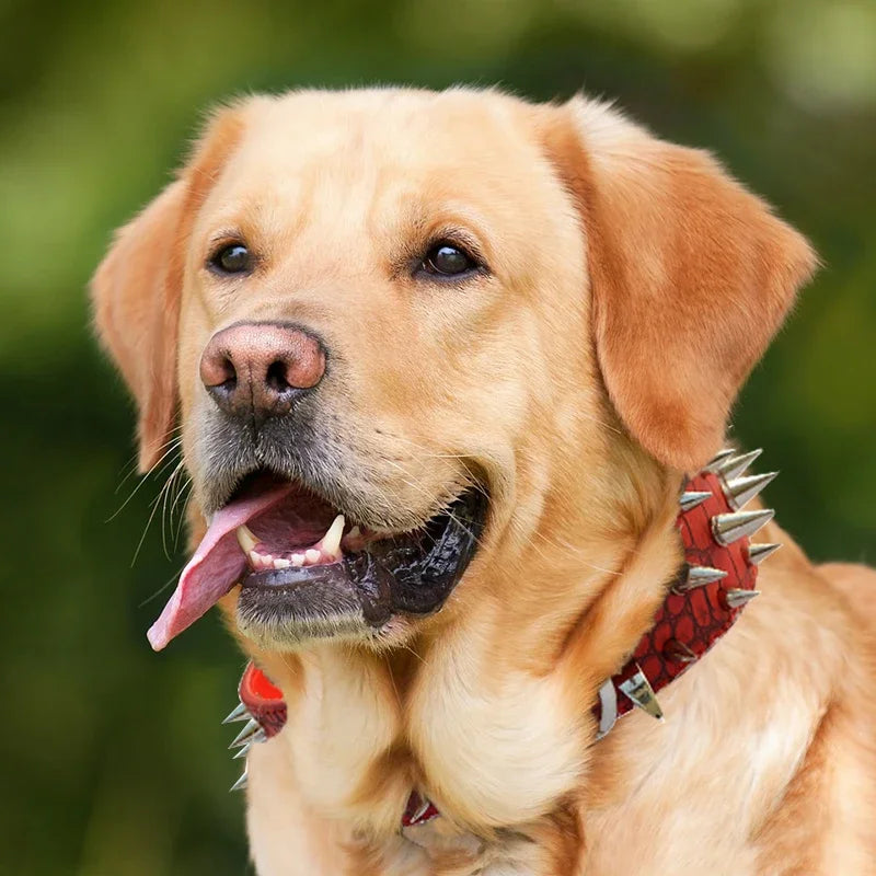 Purilite Select Adjustable Wide PU Leather Dog Collar